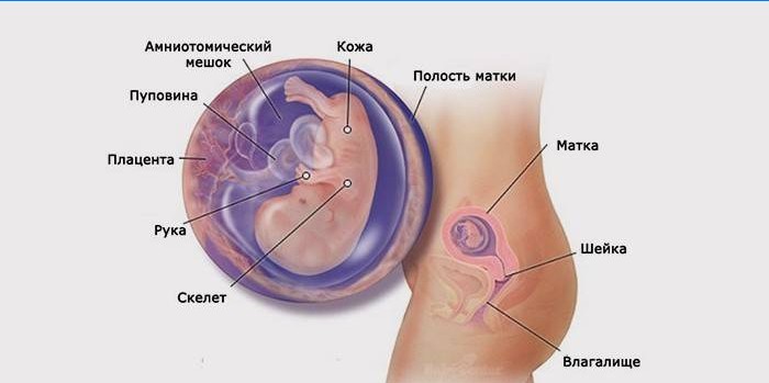 Graviditetsutveckling vid 3 månader