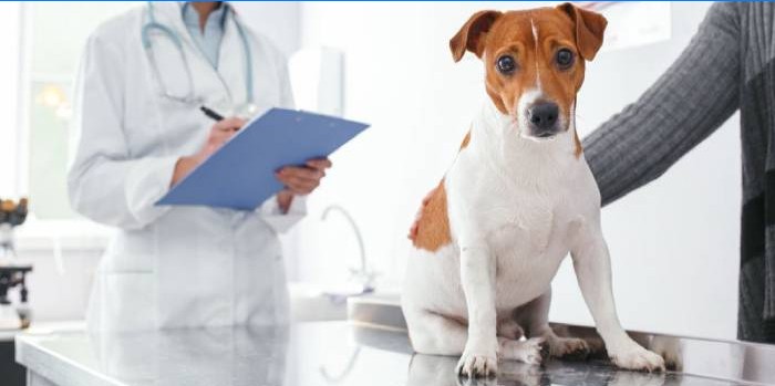 Hund i en veterinär