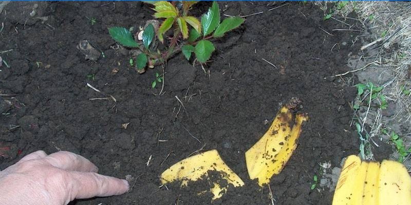 Gödsling av blommor med en bananskal