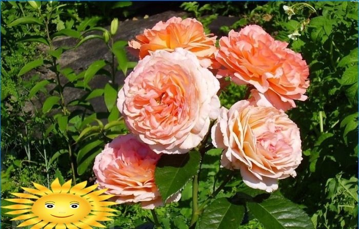 Plantera rosor. Hur man odlar rosor i trädgården från sticklingar