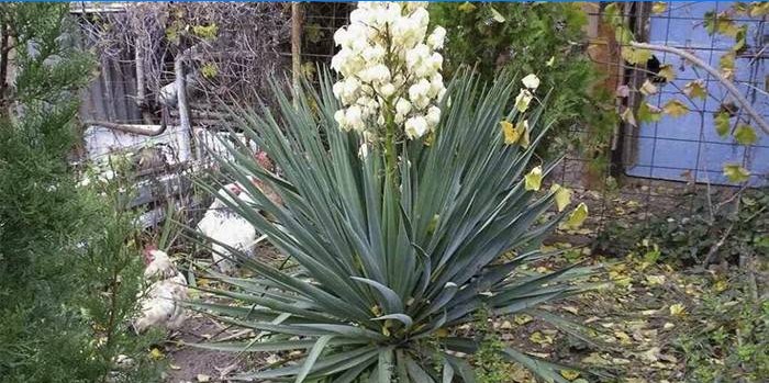Blommande Yucca-filament i trädgården