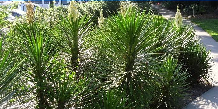 Yucca aloifolia i landskapsdesign