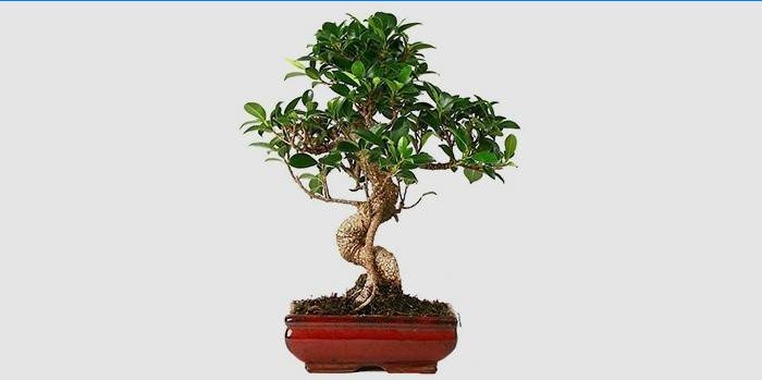 Inomhus Ficus Bonsai