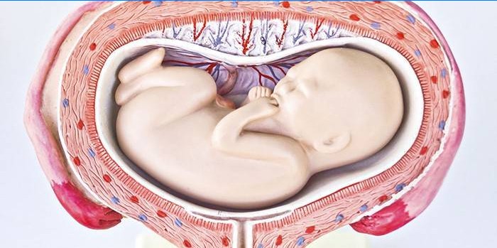 Det tvärgående läget för fostret i livmodern