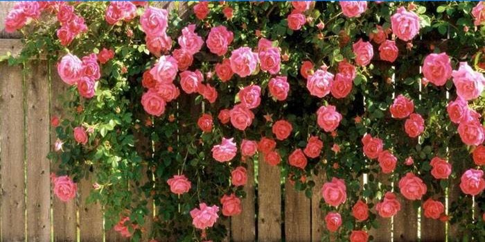 Bushrosa ros på staketet
