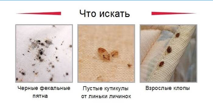 Tecken på infektion med vägglöss