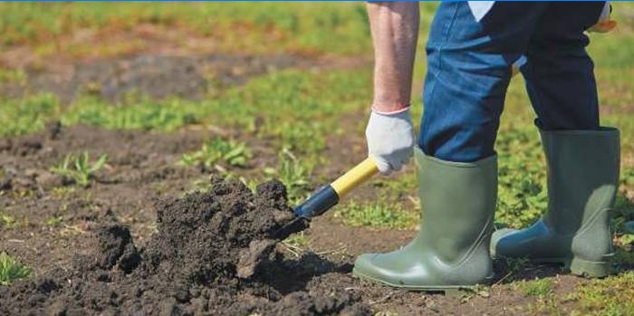 En man gräver en trädgård