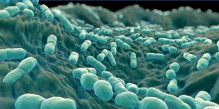 Listeria monocytogenes bakterier under mikroskopet