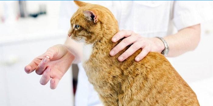 Veterinär ger en kattmedicin