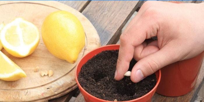 Plantera citron från benet