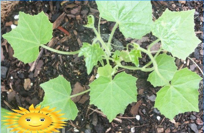 Melotria grov eller vattenmelon gurka: odling och vård