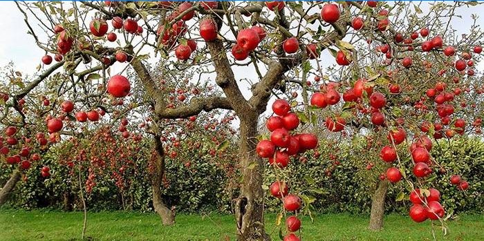 Nederlaget för frukt och blad av äppelskurv