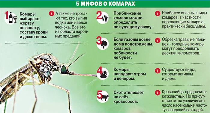 Myter om myggor