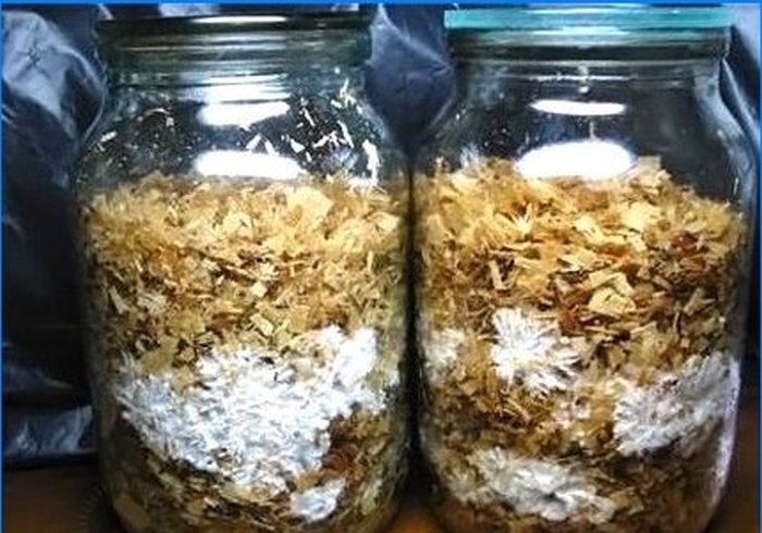 Odling av shiitake och honung-agarics på en personlig tomt