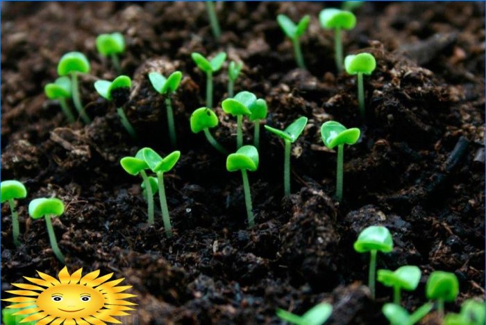 Sapropel används för att gödsla odlade växter