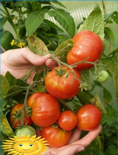 Sjukdomar i tomater