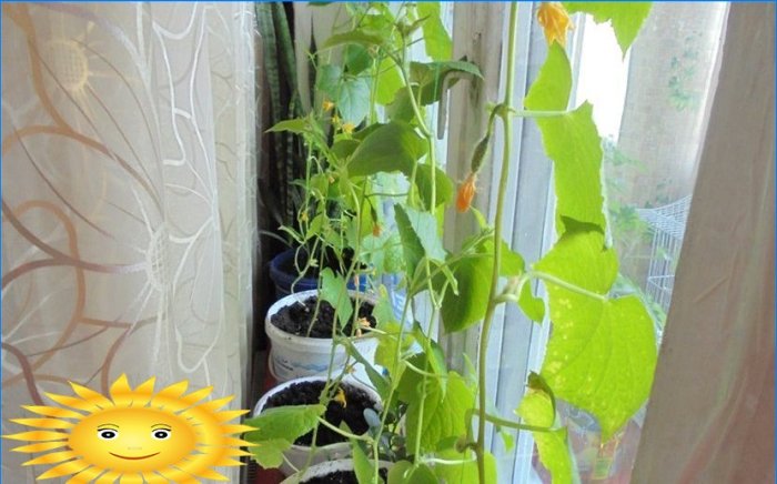 Skörda året runt: en grönsaksträdgård i fönsterbrädan