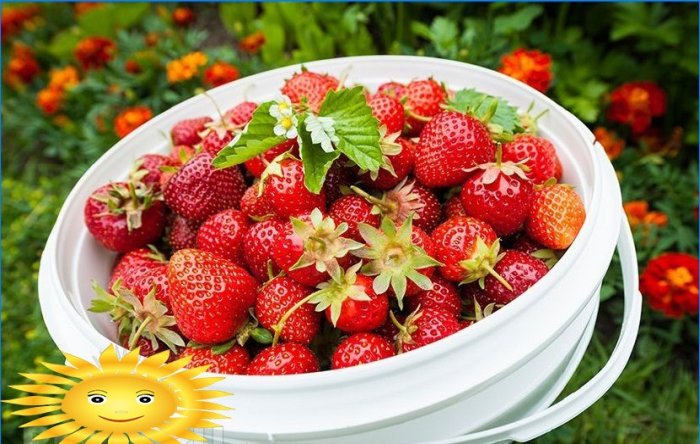 Trädgårdsjordgubbar: hemligheterna för att odla jordgubbar i det öppna fältet