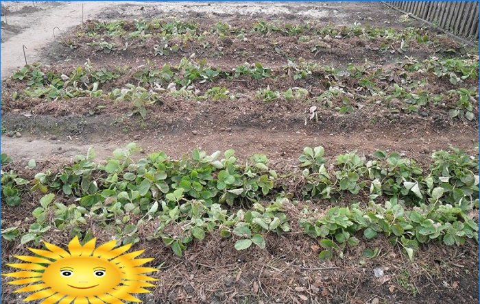 Trädgårdsjordgubbar: hemligheterna för att odla jordgubbar i det öppna fältet