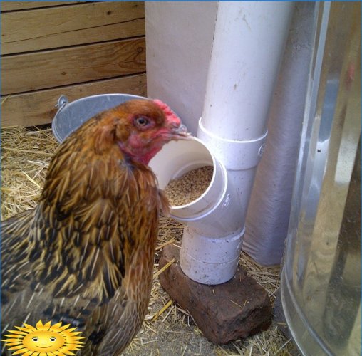 Förbättra kycklingsko