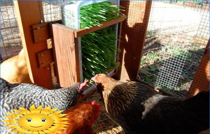 Förbättra kycklingsko