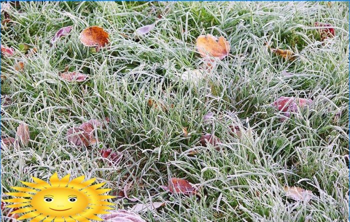 Förbereda en gräsmatta för kallt väder eller hur man håller en gräsmatta på vintern
