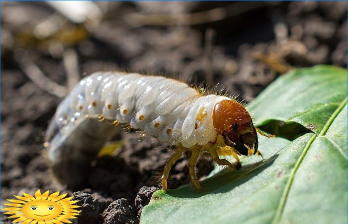 Hur man hanterar maj-skalbaggar på sajten