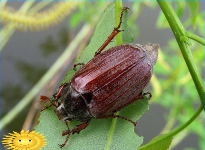 Hur man hanterar maj-skalbaggar på sajten