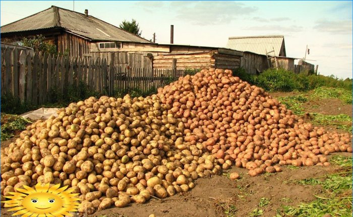 Potatisskörd