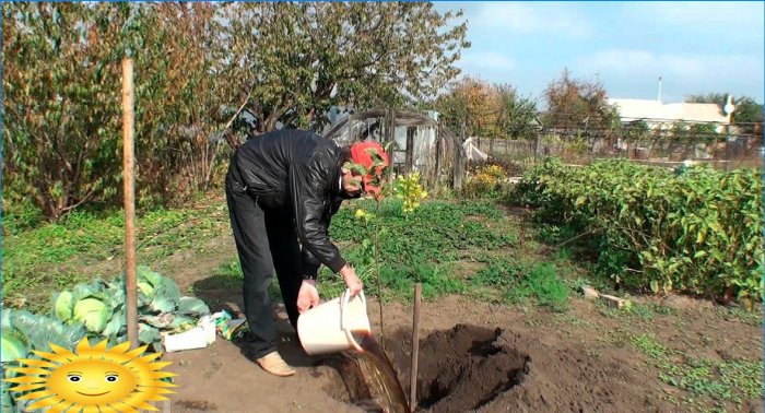 Hur man planterar en fruktträdgård korrekt