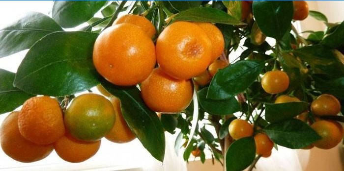 Mandarinträd i en kruka