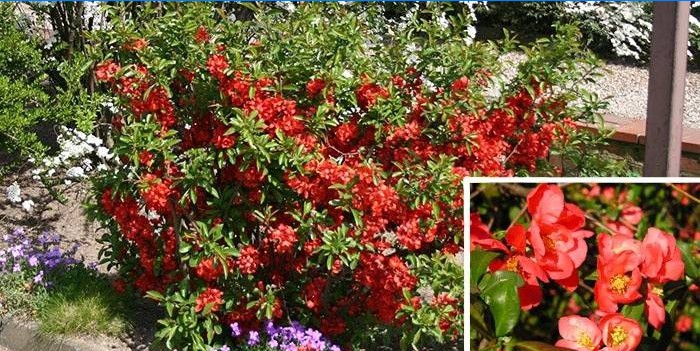 Henomeles prydbuske är populär bland trädgårdsmästare