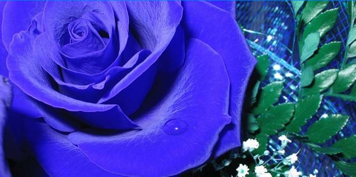 Rose med blå kronblad