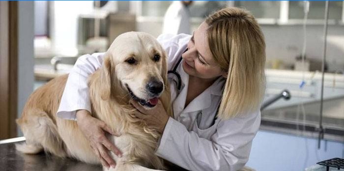 Hund och veterinär