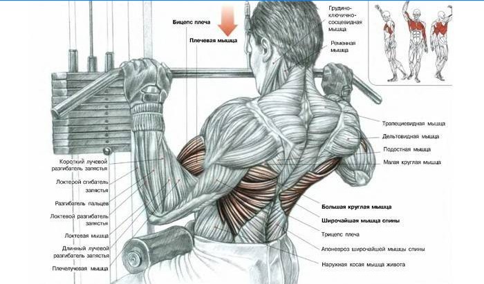 Vilka muskler är involverade i övningar