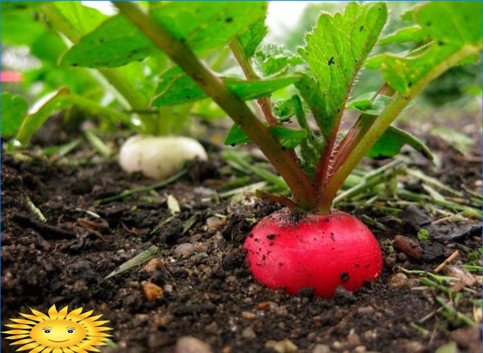 Vad kan du plantera i din trädgård mitt på sommaren