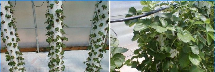 Växthusbäddar: layout och arrangemang av vertikala sängar