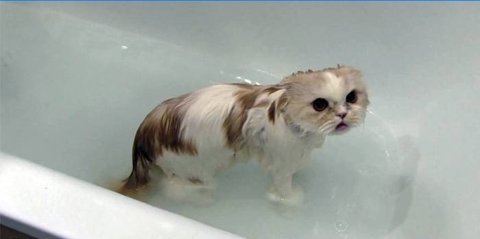 Katt i badet