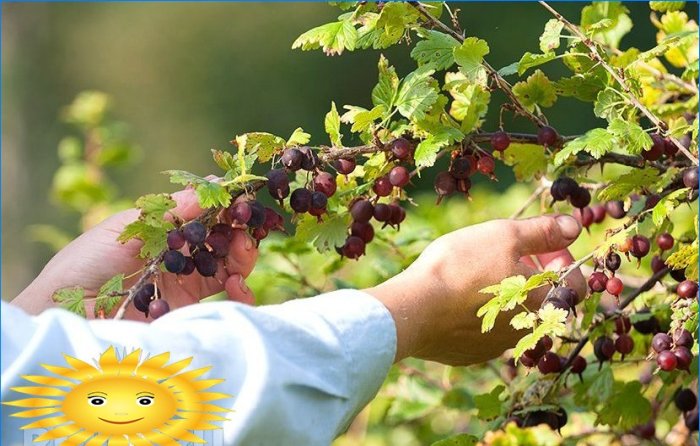 Hur man odlar krusbär i landet