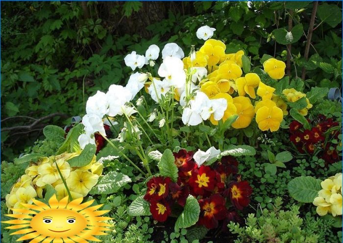 Årliga blommor för en sommarresidens: penséer - plantering och vård