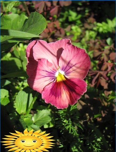 Årliga blommor för en sommarresidens: penséer - plantering och vård