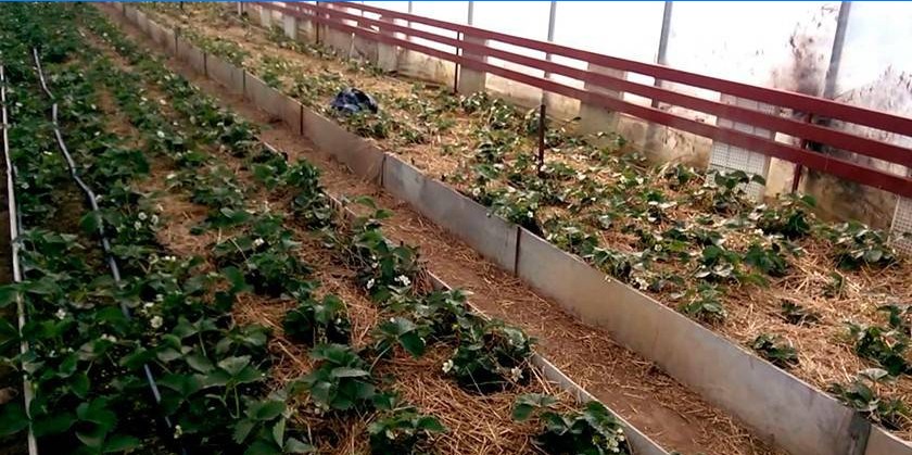 Jordgubbar på sängarna i växthuset