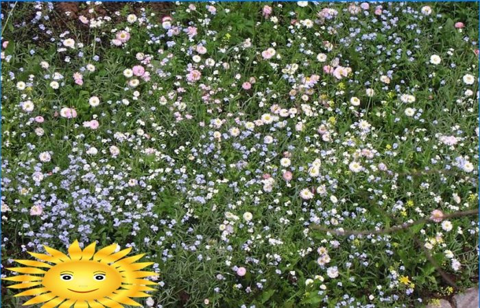 Morisk gräsmatta - en konstgjord blommande äng