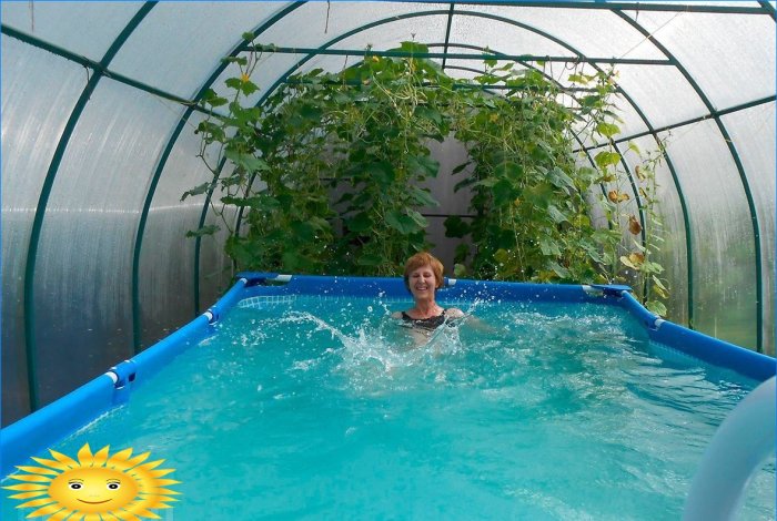 Pool i ett växthus: exempel, funktioner, proffs