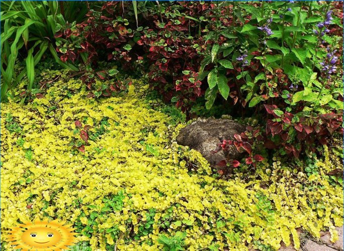 Växter för trädgården med dekorativa blad
