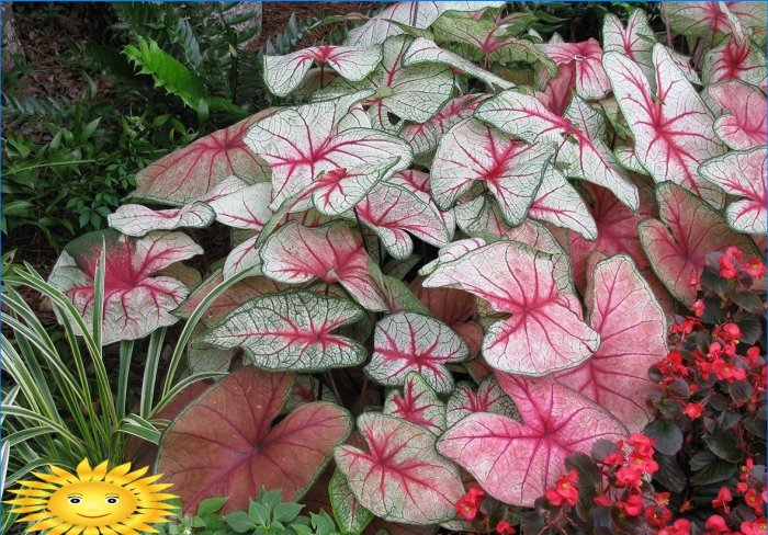 Växter för trädgården med dekorativa blad