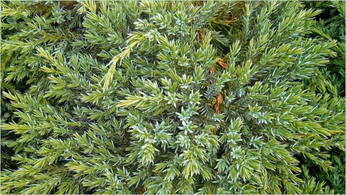 Barrträdgårdar för steniga trädgårdar: Juniperus scaly blue carpeth