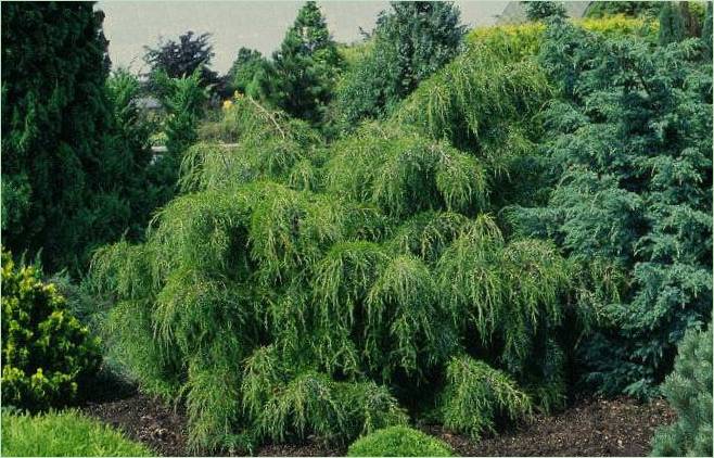Koniferer för steniga trädgårdar: Juniperus virginis Pendula