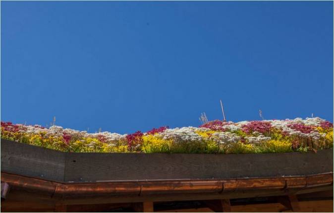Takets kant planterad med sedum i olika färger